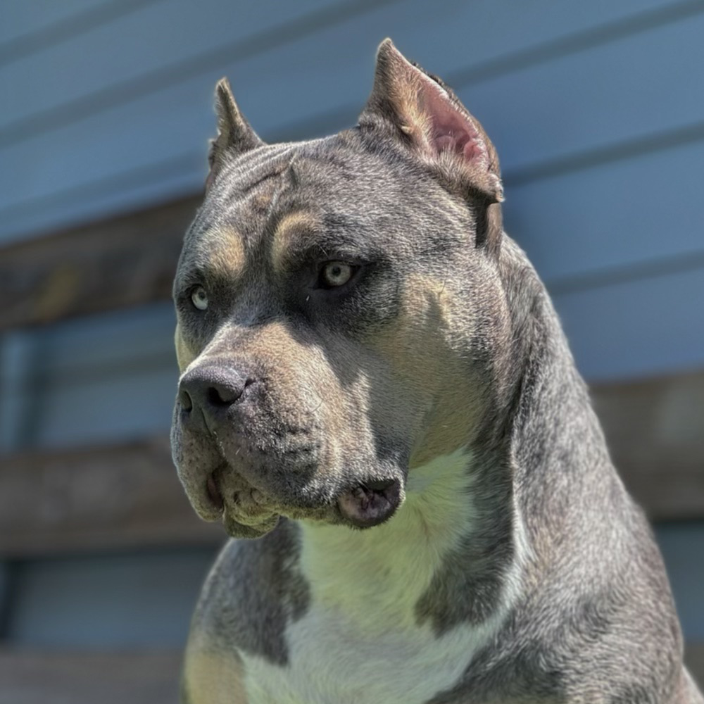 Blue best sale legacy pitbulls